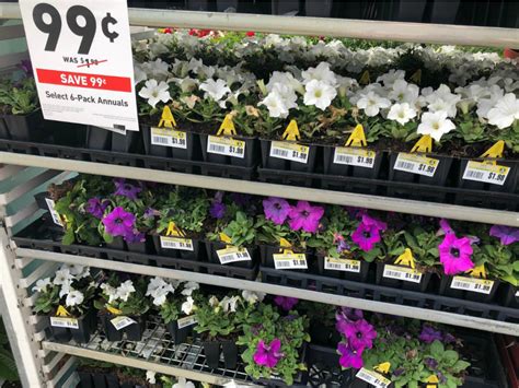 lowe's flower sale for today.